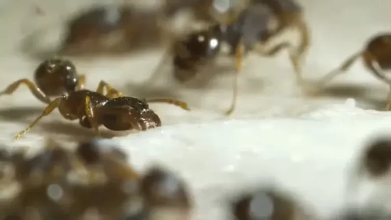 Ants in Shower Grout
